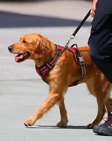 dog harness