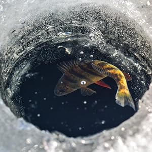 A fish in the ice water