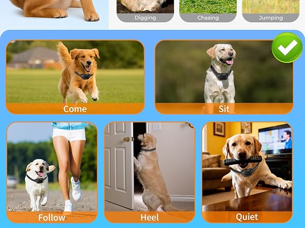 dog training collar with remote 11