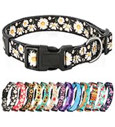 dog collar