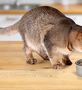 automatic cat feeder