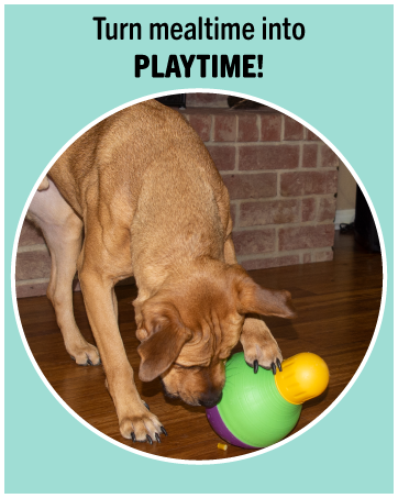 Dog playing with a treat dispensing toy