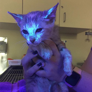 Cat Ringworm Detection