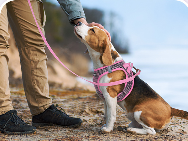 small sized dog harness