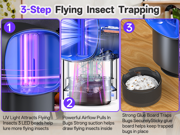 fruit fly traps