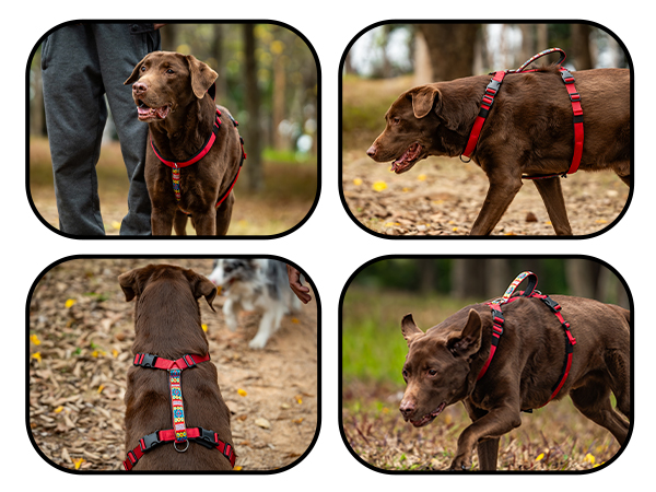 no pull dog harness