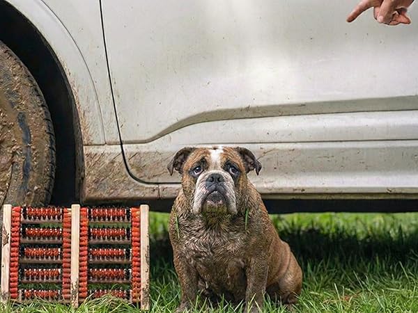 shoe brush against SUV with dirty bulldog looking guilty