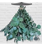 12 Pcs Large Dried Eucalyptus &amp; Silver Dollar Leaves Bundle for Shower - 100% Natural Real Fresh ...