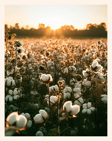 Cotton Pads
