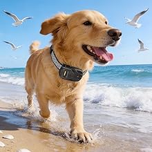 Sequence of beach scenes showing a golden retriever wearing a collar running and playing along the shoreline with seagulls flying in the background.