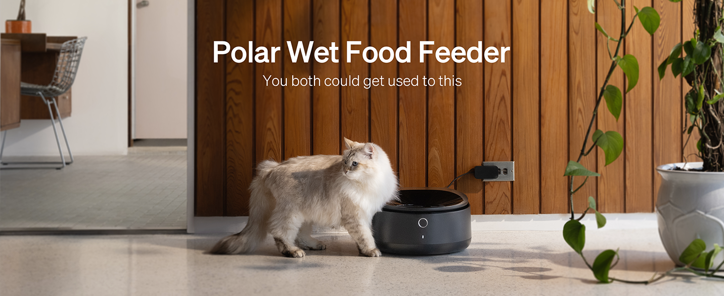 automatic cat feeder