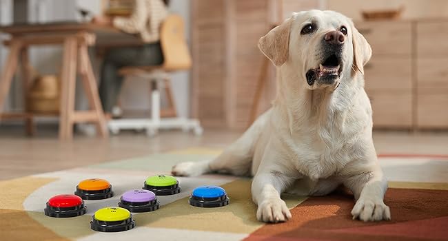 buzzers for classroom