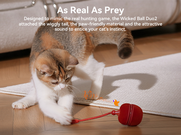 cat ball toy