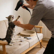 pet drying cabinets