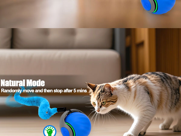 cat toy