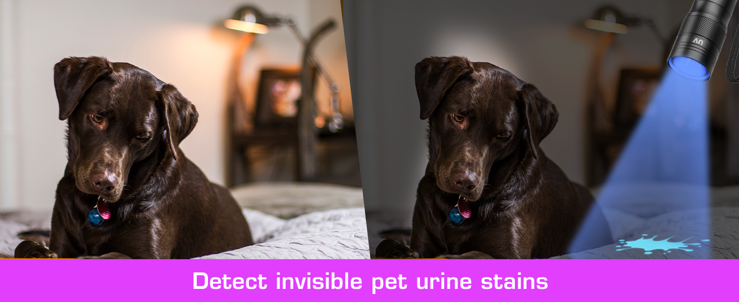 Detect invisible pet urine stains with this UV flashlight