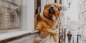xl pee pads for dogs