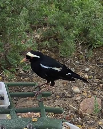 bird feeder with camera