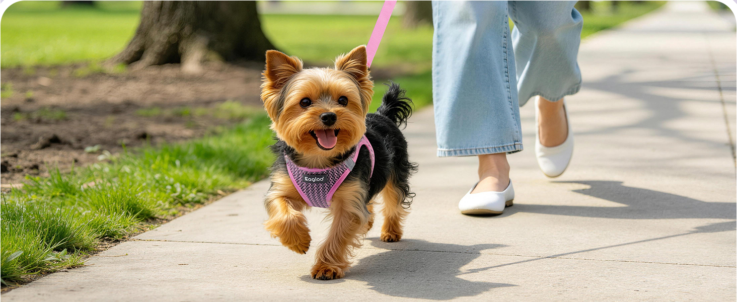 dog harness small dog