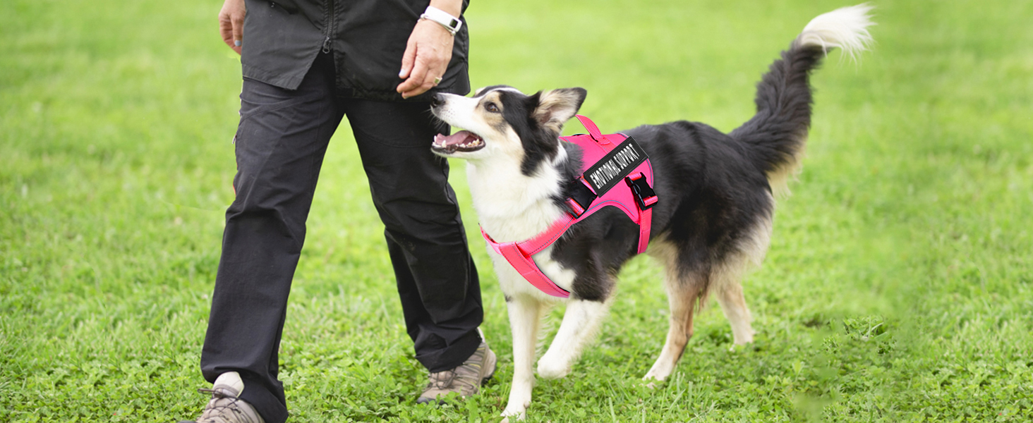 hot pink service dog harness