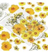 CONVELIFE Dried Flowers Yellow 32 Pcs of 9 Types, Real Dried Flowers for Resin Plant Herbarium, P...