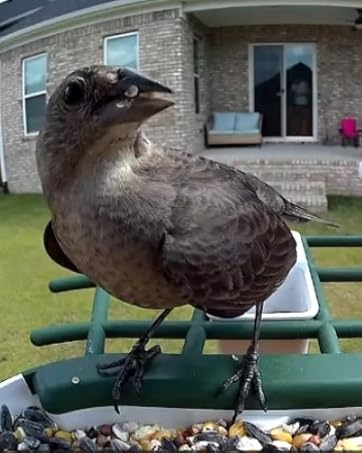bird feeder with camera