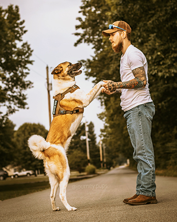 dog harness 1