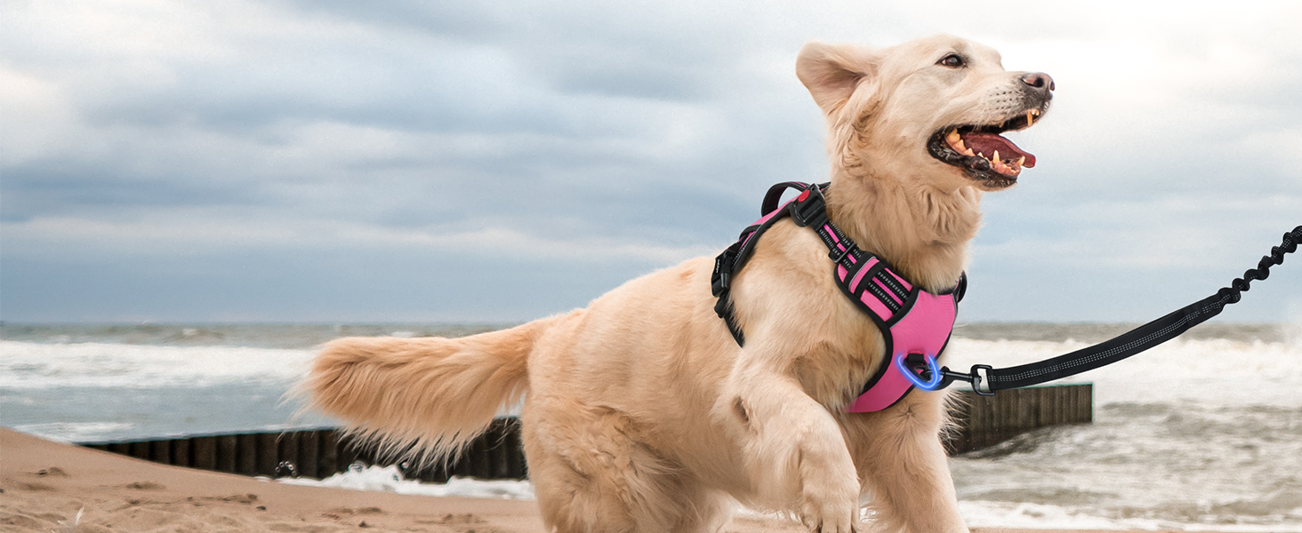 dog harness