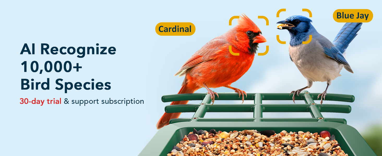 wifi bird feeder camera