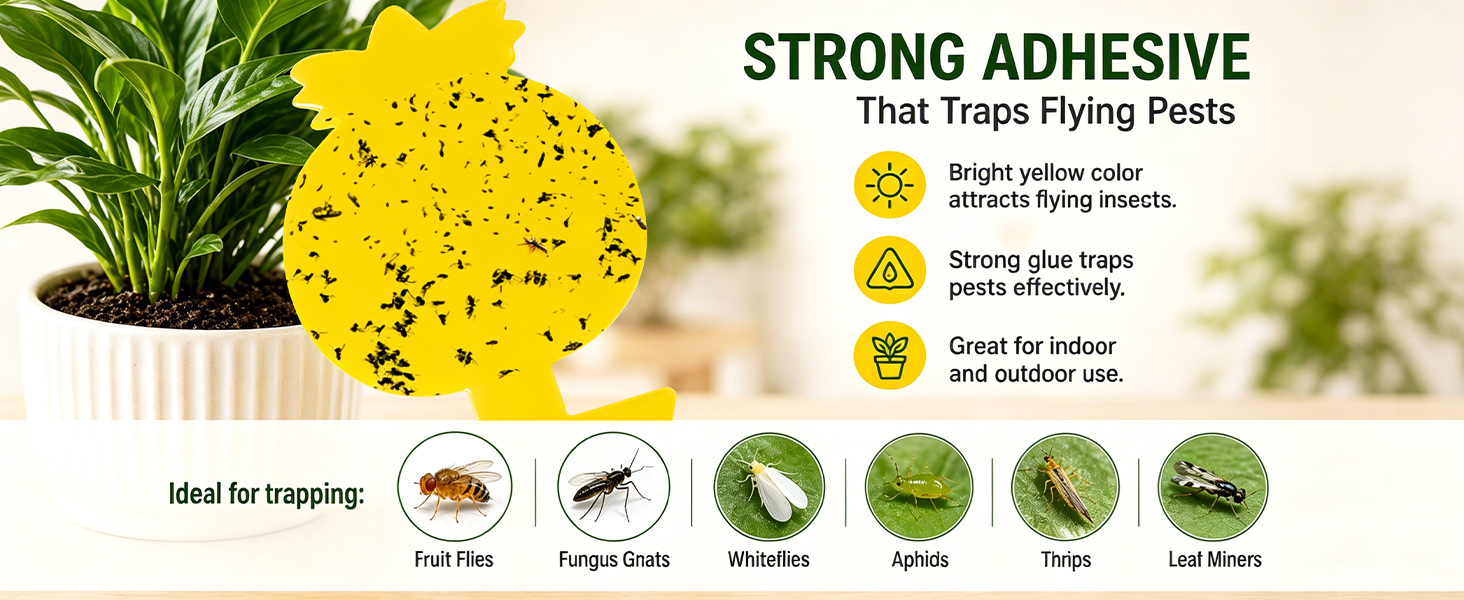 Gnat Trap