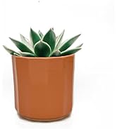 Perilla Home Single Ceramic Handmade Planter Pot for Indoor &amp; Outdoor with Drainage Hole for Home...