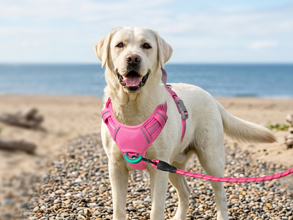 gentle leader harness reflective vest shepards hooks for outdoor dog seat belt
