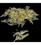 10Pcs Soft Artificial Shrimp Lures, Realistic 4cm Grass Shrimp Bait for Saltwater and Freshwater ...