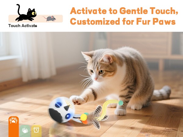 cat toys