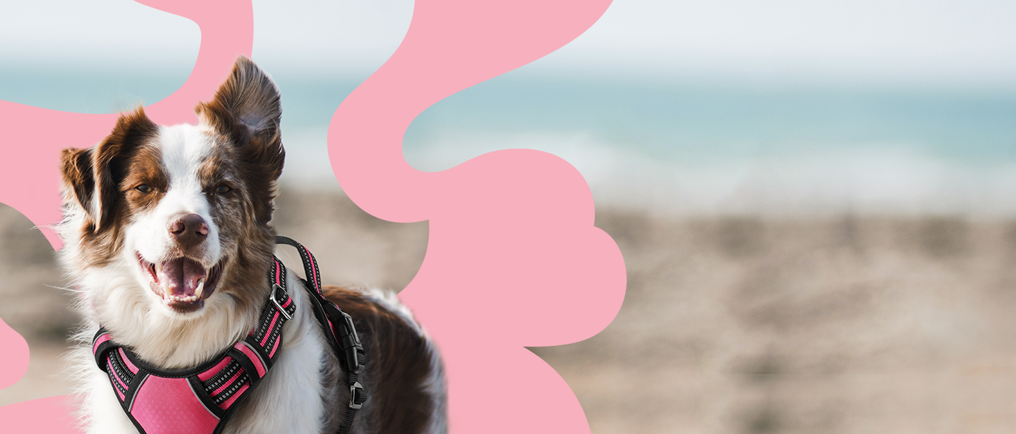 dog harness