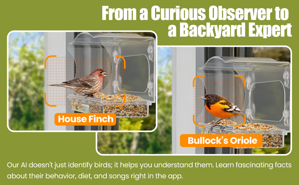 bird feeders for outdoors