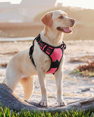 dog harness