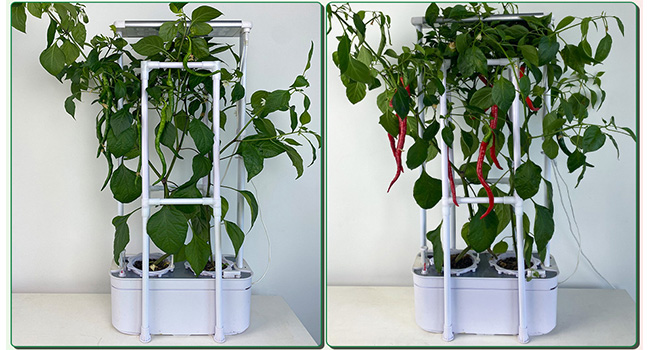 hydroponics hot pepper grow