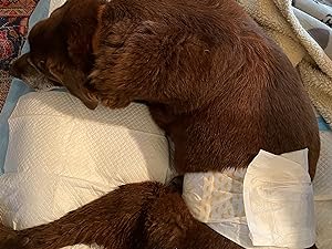 chocolate lab wearing doggy wraps