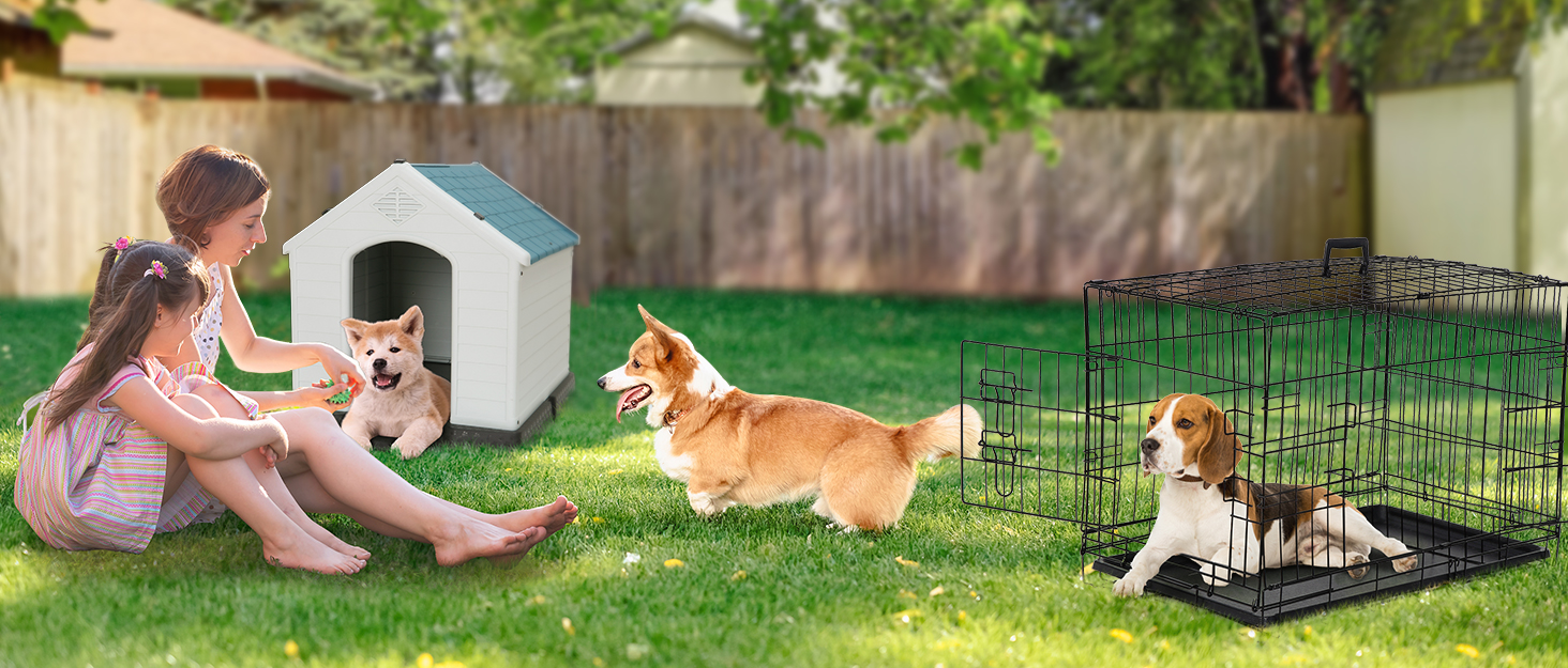 Dog House