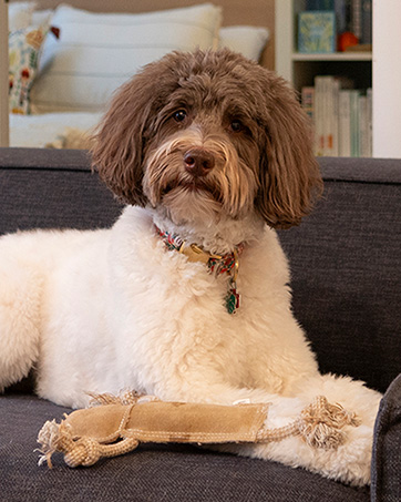boredom buster to keep them busy interactive tug essentials squeaker fetch tous