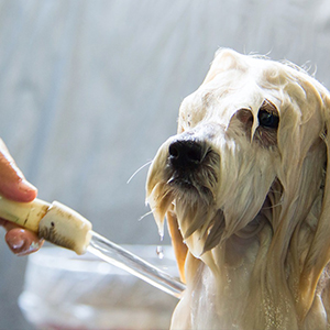 dog towel