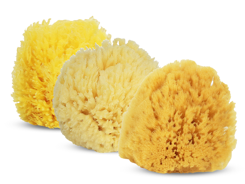 babby buddy sponges