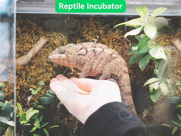 reptile tank snake incubator cage turtle tank