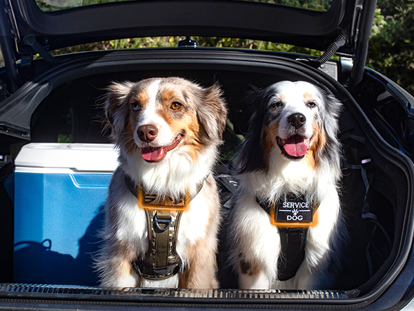 dog harness