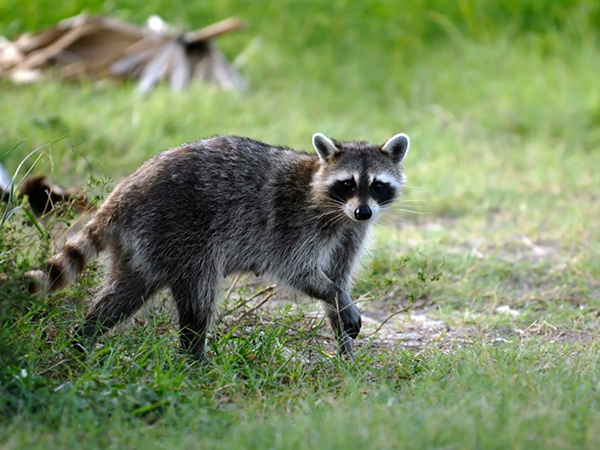cat repellent outdoor