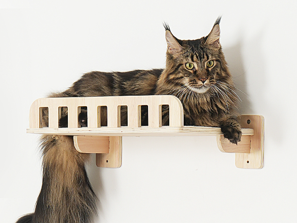 large cat perch