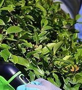 12V cordless grass shear and hedge trimmer