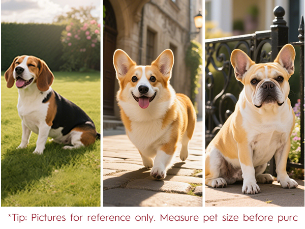 Bruvoalon Dog Harness Comes with Precise Sizing for Small - Sized Dogs 