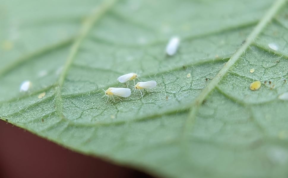 Whiteflies